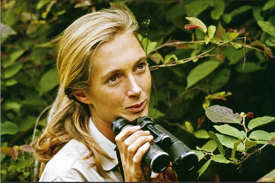 Jane Goodall - 60 años en Gombe © Editorial Confluencias 2015
