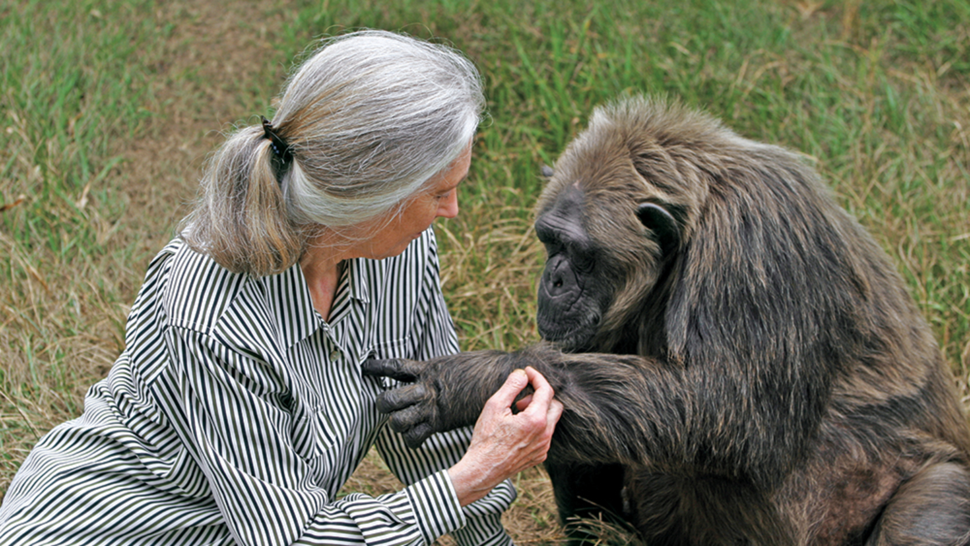 Jane Goodall - La Vielle © Editorial Confluencias