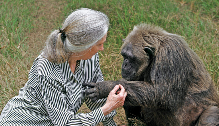 Jane Goodall - La Vielle © Editorial Confluencias